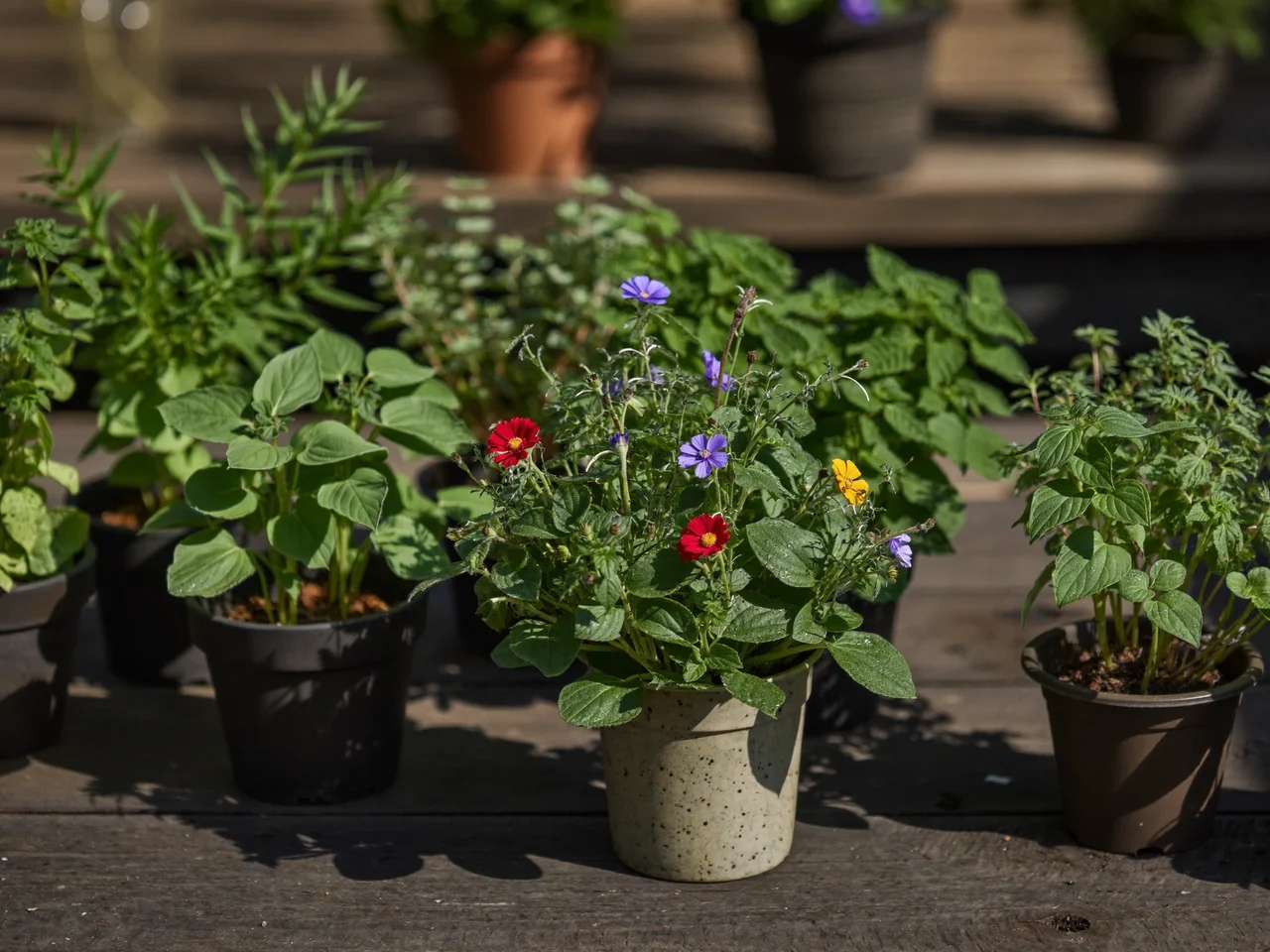 Perenni fiorite ed erbe aromatiche su un tavolo rustico da vivaio